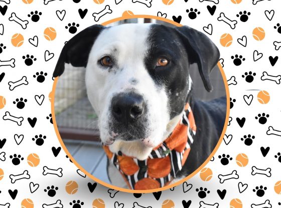 Home for the pawlidays: Adopt Betty!