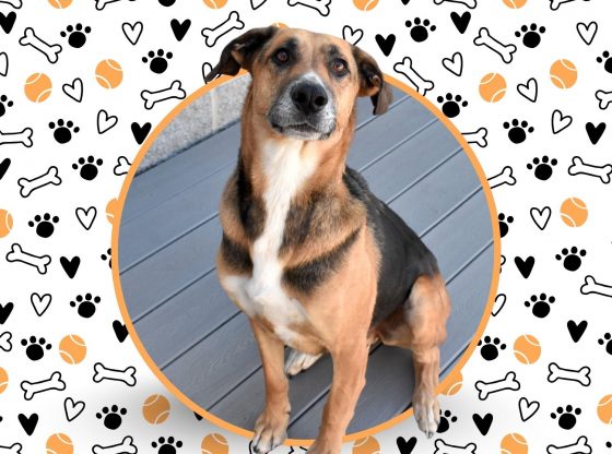 Something to bark about: Adopt Creed!