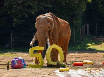 NC Zoo mourns death of oldest African bull elephant in the U.S.