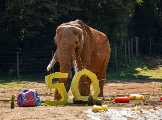 North Carolina Zoo mourns death of oldest African bull elephant in the U.S.