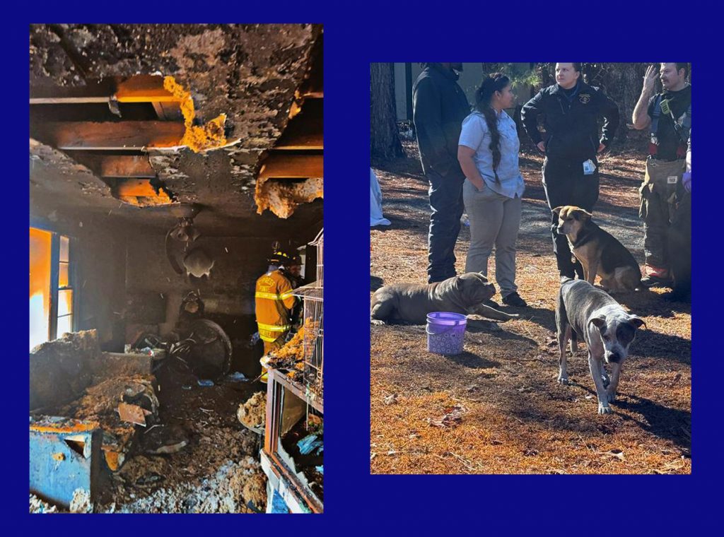 Moore firefighters help save three dogs in house fire - Sandhills Sentinel