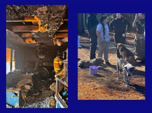 Moore firefighters help save three dogs in house fire