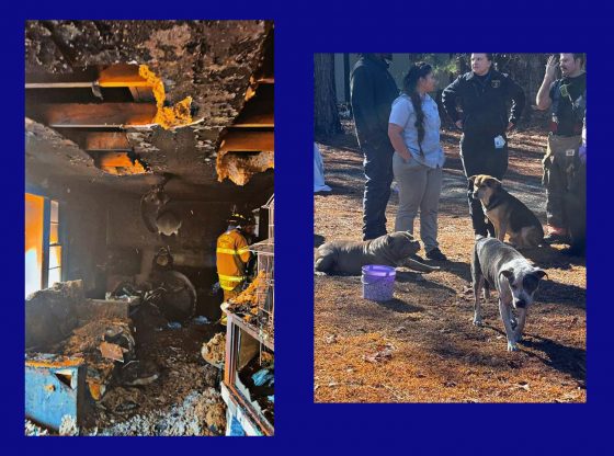 Moore firefighters help save three dogs in house fire