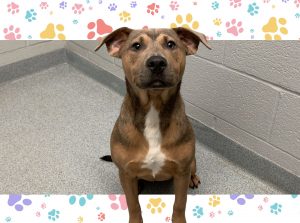 Pawsitively perfect: Meet Dusty!