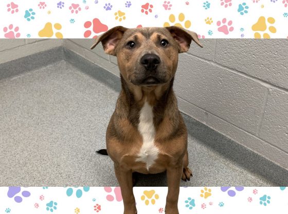 Pawsitively perfect: Meet Dusty!