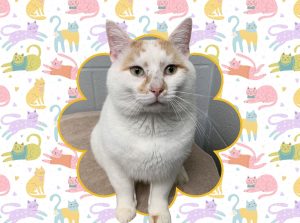 Pawsitively purrfect: Meet Alvie!