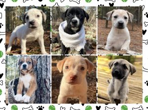Hoke Shelter looking for adoptees, rescues after taking 30 puppies in one week