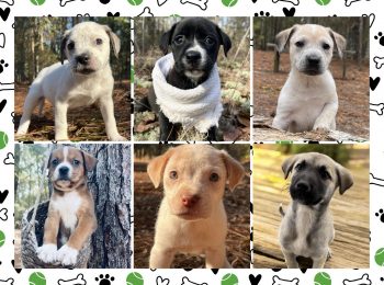 Hoke Shelter looking for adoptees, rescues after taking 30 puppies in one week