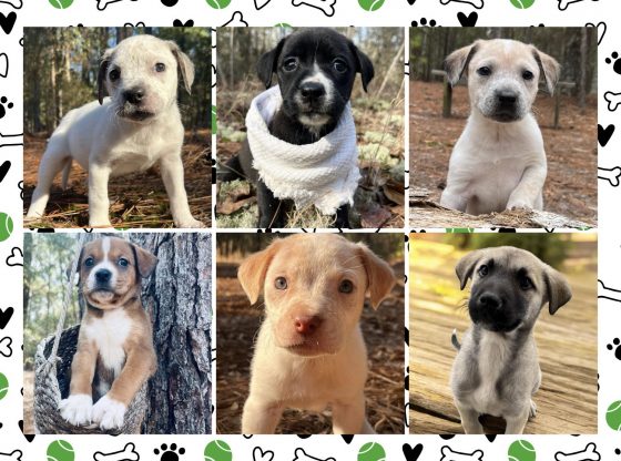 Hoke Shelter looking for adoptees, rescues after taking 30 puppies in one week