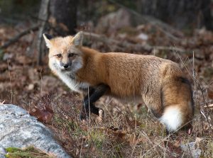 Rabid fox prompts precautionary advisory in Vass