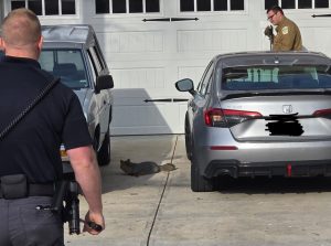 Rabid fox prompts precautionary advisory in Vass