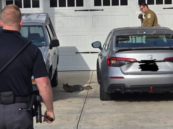 Rabid fox prompts precautionary advisory in Vass