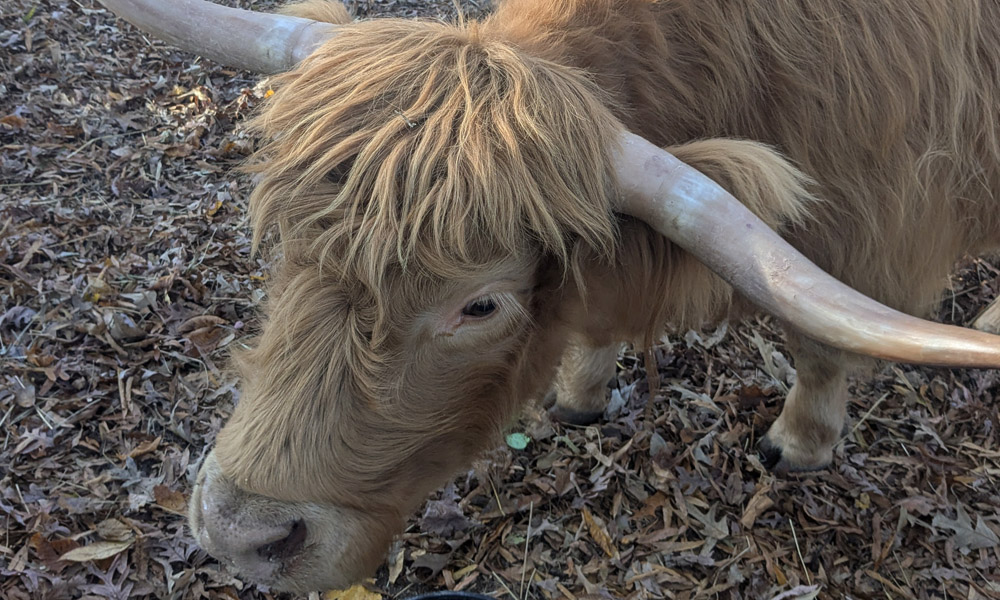 Century-old farm finds new life with Highland cows in Bennett