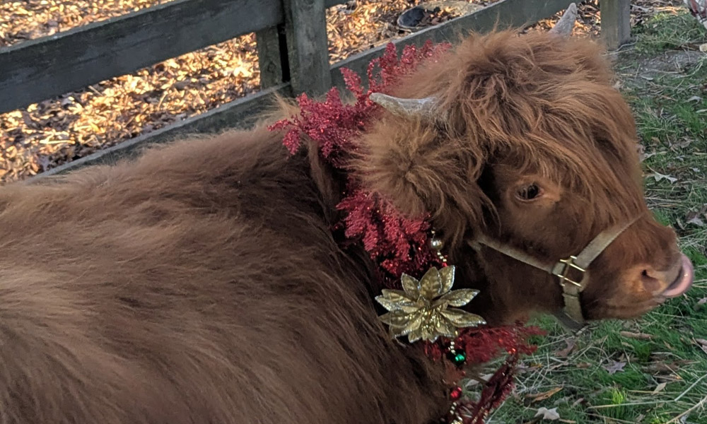 Century-old farm finds new life and Highland cows 