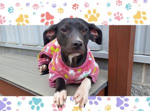 Something to bark about: Adopt Karga!