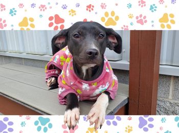 Something to bark about: Adopt Karga!