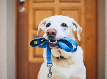 Linden Lodge Dog Dash Returns to Pinehurst - Apr. 11