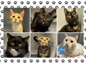 Hoke Co. shelter cats issue 'press release' for potential adopters