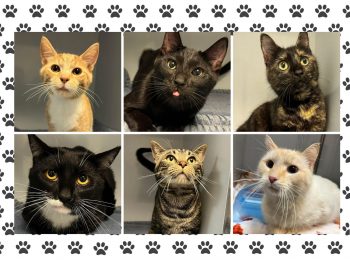 Hoke Co. shelter cats issue 'press release' for potential adopters