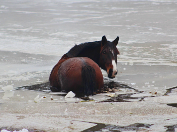 Horse rescued after falling through icy lake in Moore County
