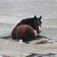 Horse rescued after falling through icy lake in Moore County
