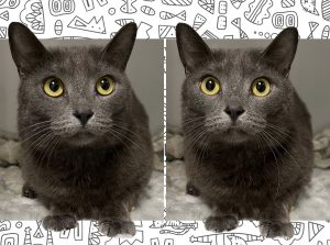 The purrfect choice: Adopt Sonya!