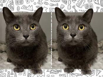The purrfect choice: Adopt Sonya!