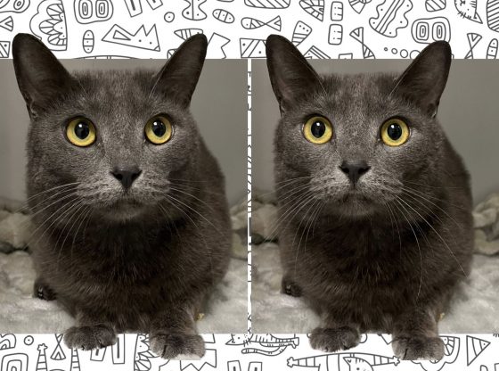 The purrfect choice: Adopt Sonya!