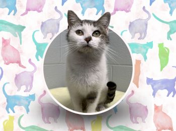 Pawsitively purrfect: Meet Bobbin!