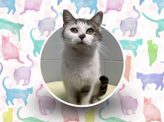 Pawsitively purrfect: Meet Bobbin!