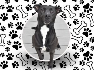 Hoping for furever: Adopt Jeebs!
