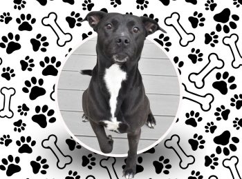 Hoping for furever: Adopt Jeebs!