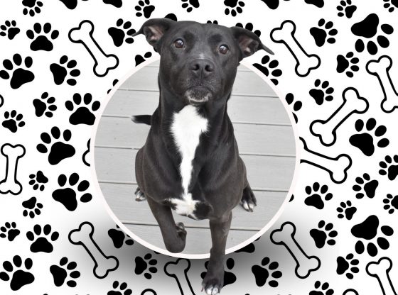 Hoping for furever: Adopt Jeebs!