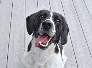 Pawsitively perfect: Adopt Jewels!