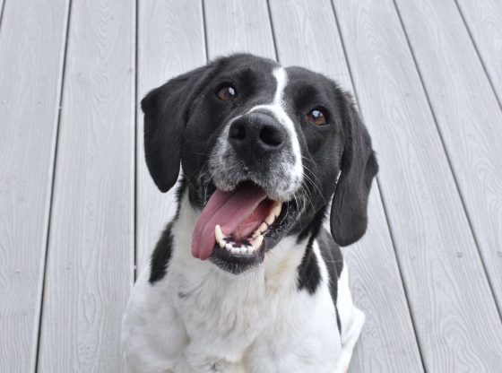 Pawsitively perfect: Adopt Jewels!