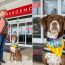 Ginger: From shelter to therapy dog