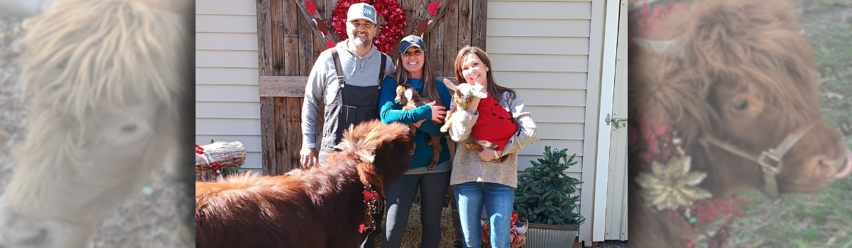 Century-old farm finds new life with Highland cows
