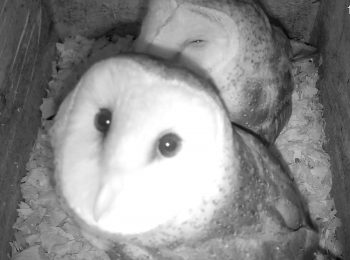 NCWRC offers 'rare chance' to watch barn owls hatch on live feed