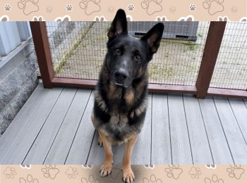 Waiting on furever: Adopt Boscoe!