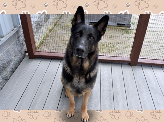 Waiting on furever: Adopt Boscoe!