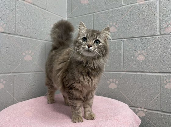 The purrfect choice: Adopt Lavender!