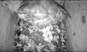 NCWRC offers 'rare chance' to watch barn owls hatch from their nest