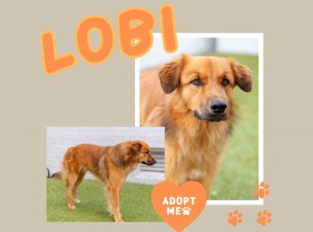 Something to bark about: Adopt Lobi!