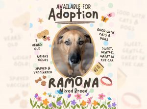 A lot to love: Adopt Ramona!