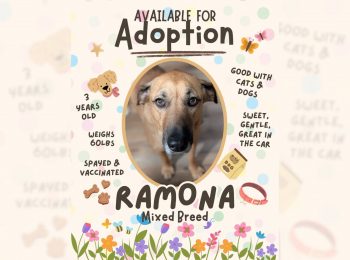 A lot to love: Adopt Ramona!