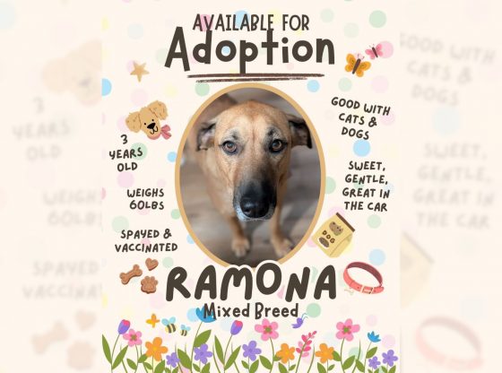 A lot to love: Adopt Ramona!