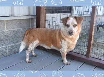 Tail-wagging good: Adopt Avi!