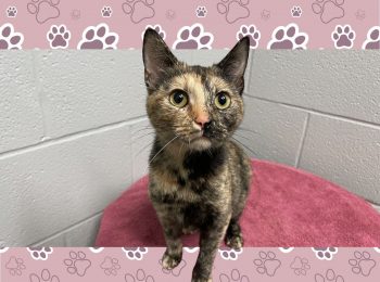 The purrfect companion: Adopt Mosaic!