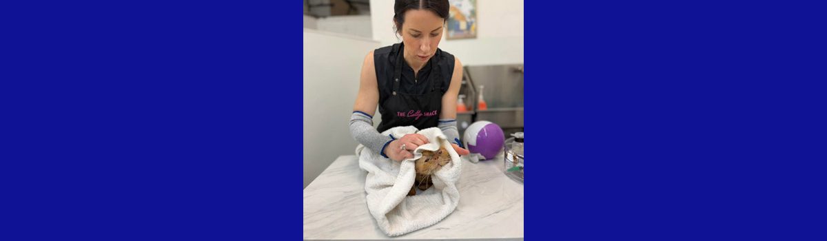 The Catty Shack offers vital service for felines