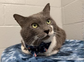 Something to purr about: Adopt Chrome!